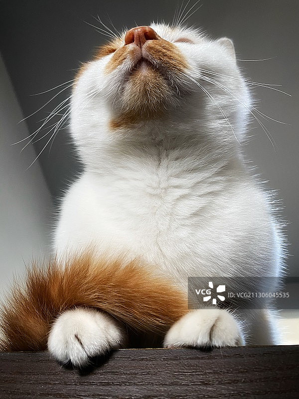 傲娇的鼻头图片素材