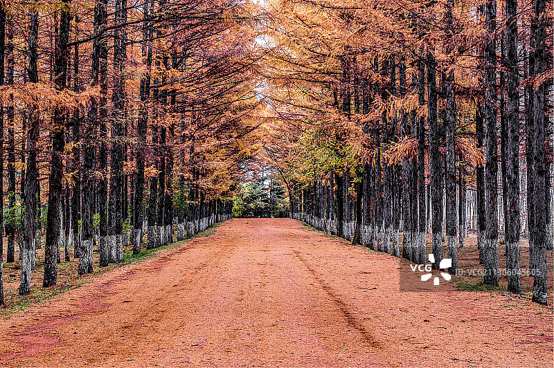 黄金大道-秋天的中国长春百木园景观图片素材