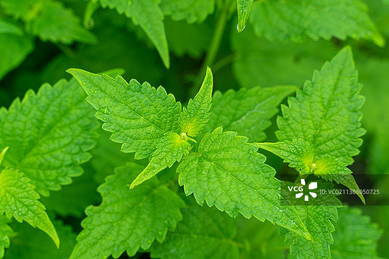 九层塔叶子图片素材