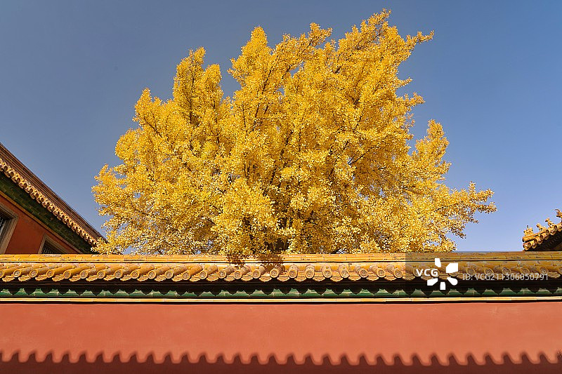 故宫·延禧宫银杏图片素材