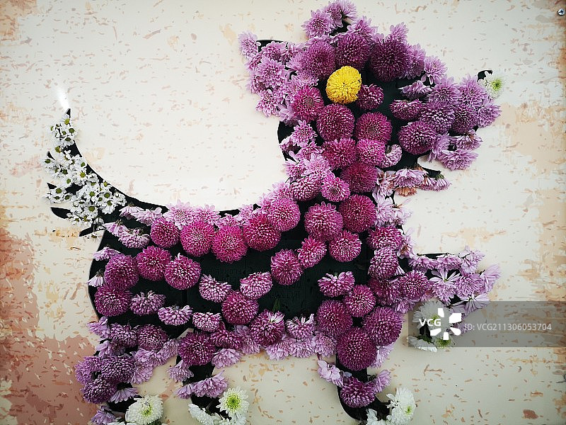 南京湖熟菊花展图片素材