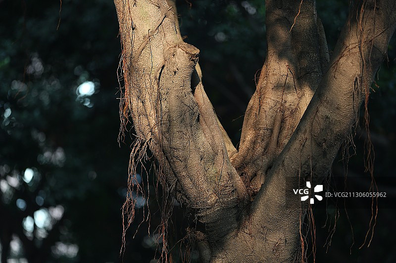夕阳洒下来，榕树躯干发出别样光彩，苍劲有力图片素材