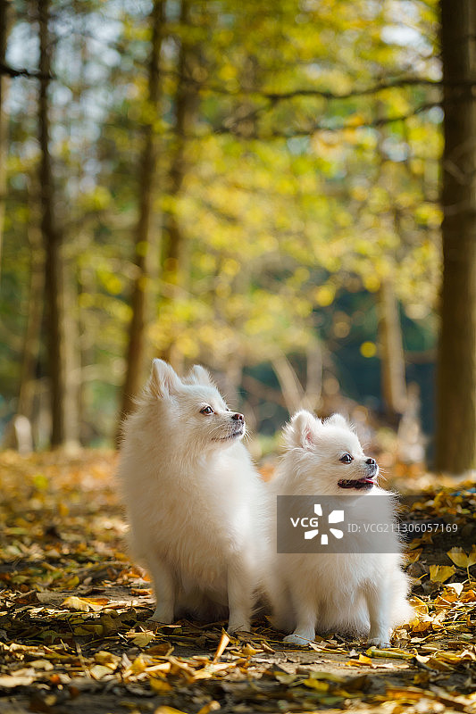 秋日阳光里的博美母子图片素材