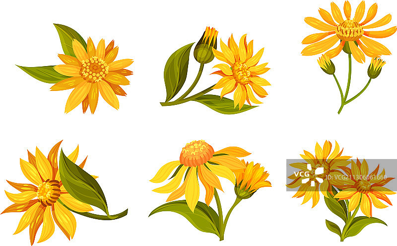 山金车黄色或橙色长花瓣花头图片素材