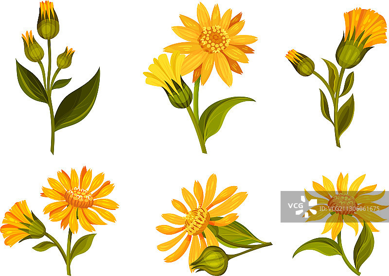 山金车黄色或橙色长花瓣花头图片素材