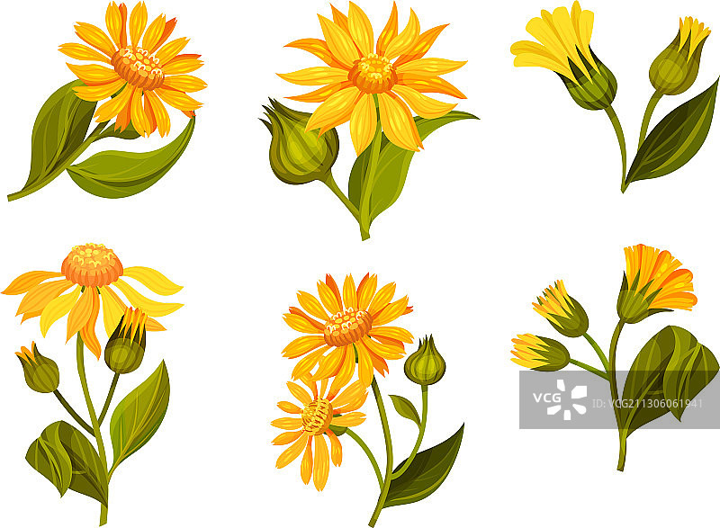 山金车黄色或橙色长花瓣花头图片素材