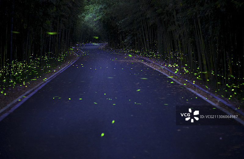 夏夜精灵图片素材