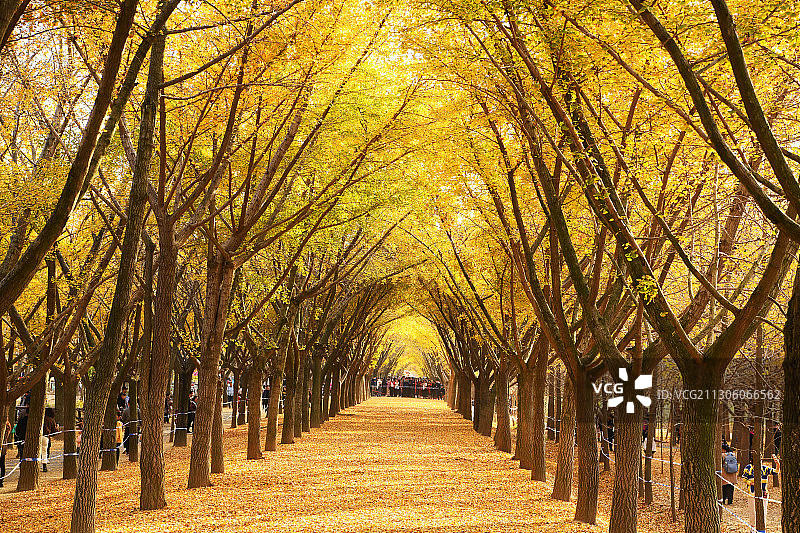 江苏邳州银杏时光隧道秋日美景图片素材