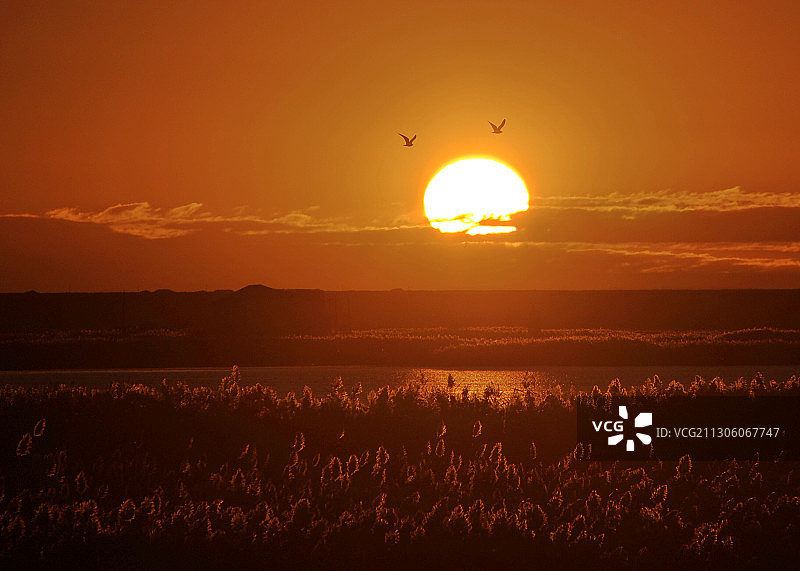 居延海日出，映红芦苇，海鸥飞舞图片素材
