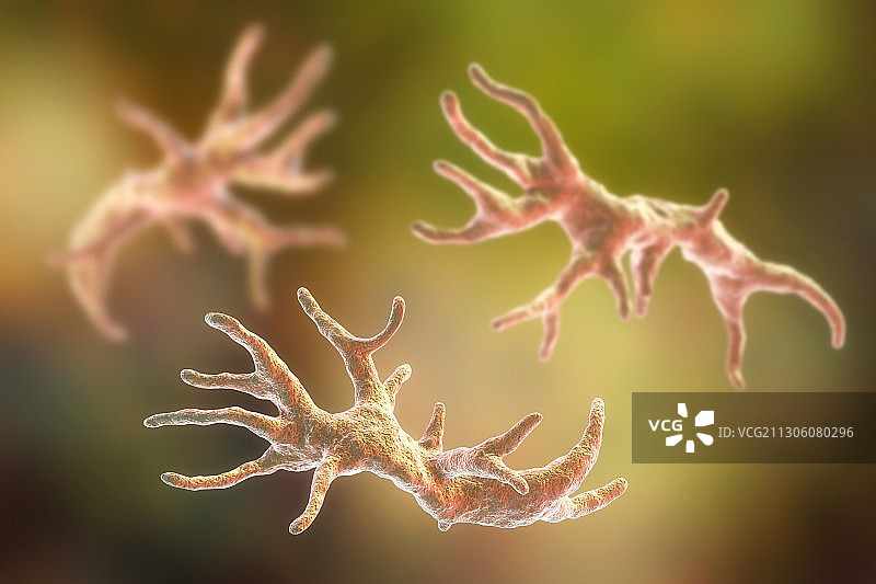 贝拉穆西亚阿米巴虫，图示图片素材