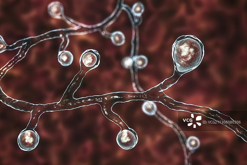 芽生菌真菌插图图片素材