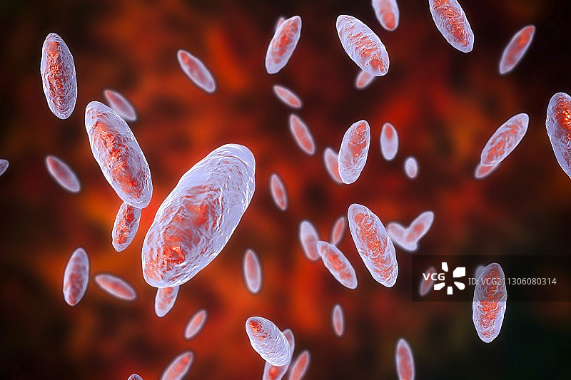 金氏菌细菌，图示图片素材