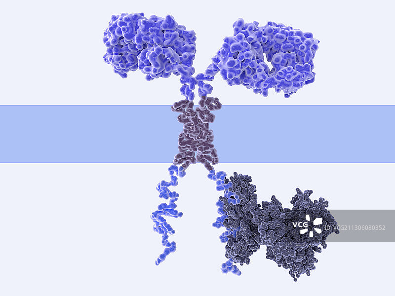 嵌合抗原受体示意图图片素材