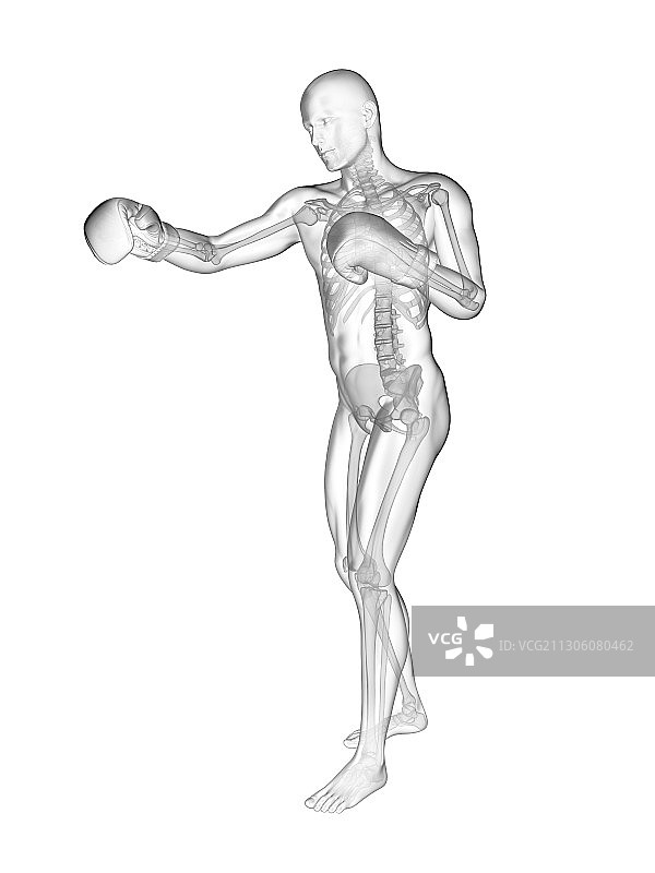 拳击手的骨骼结构图图片素材