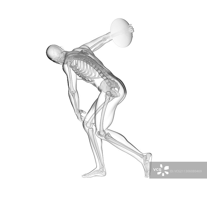 铁饼运动员骨骼系统插图图片素材