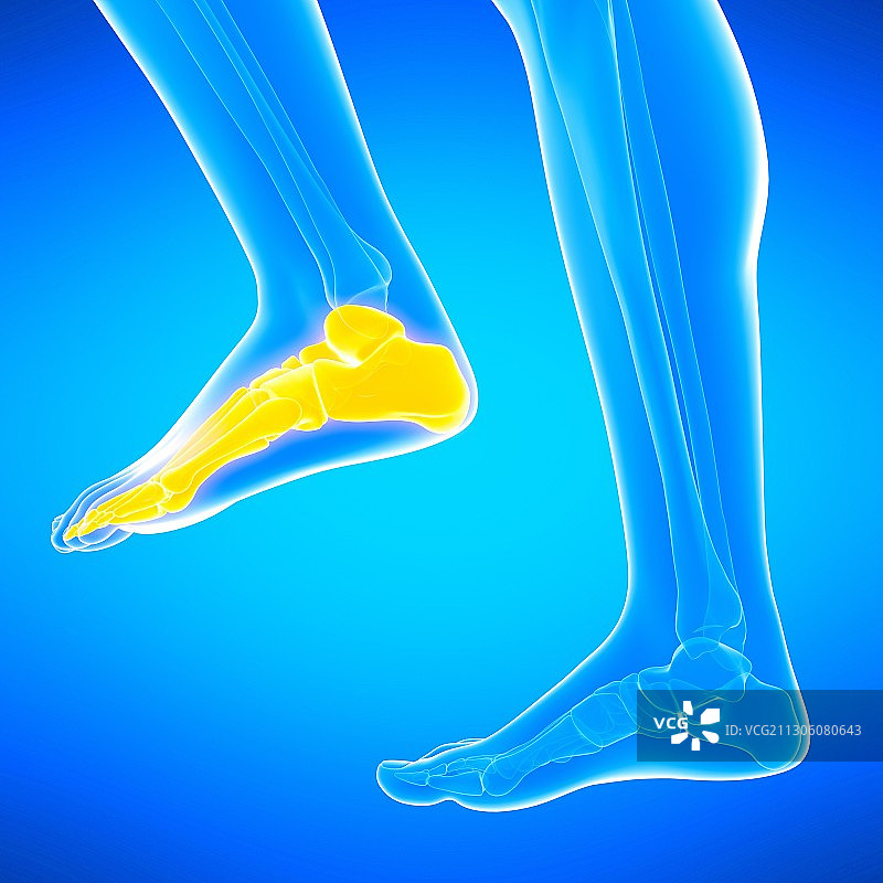 人类足部骨骼插图图片素材