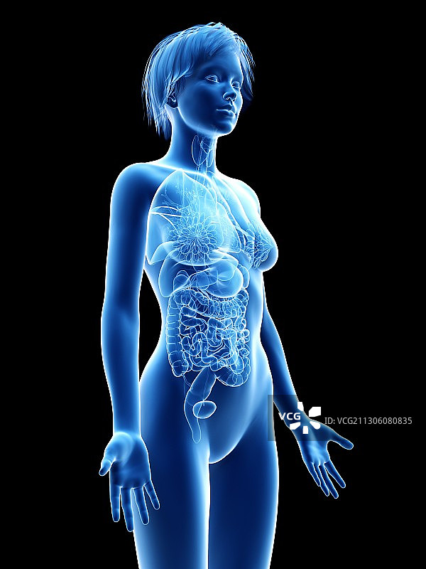 女性内脏器官插图图片素材