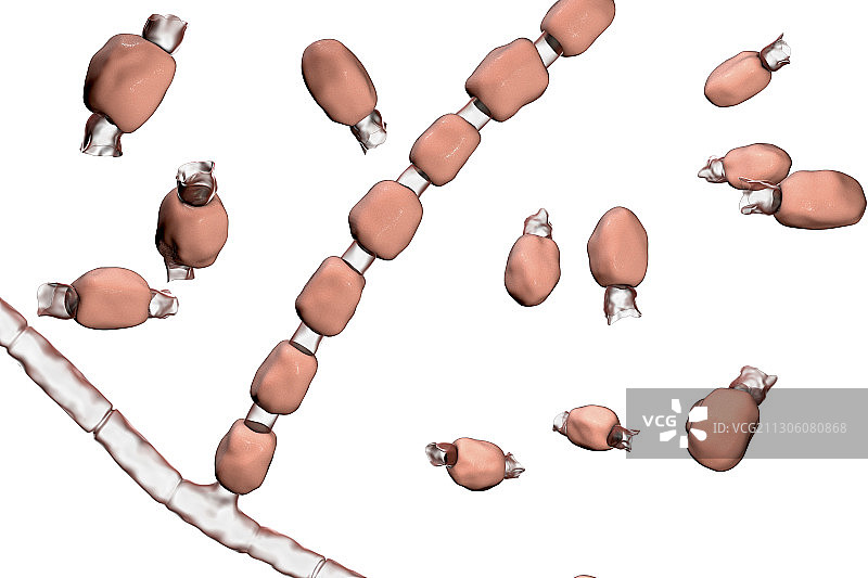 球孢子菌真菌插图图片素材