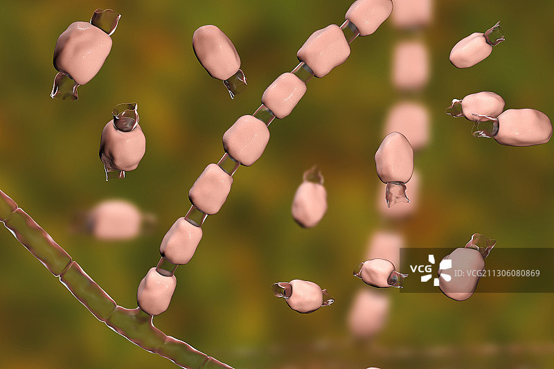 球孢子菌真菌插图图片素材