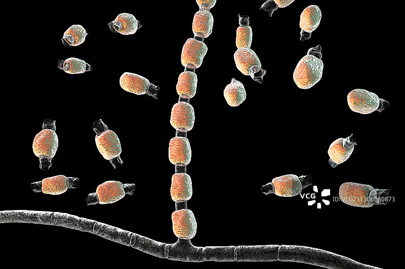 球孢子菌真菌插图图片素材