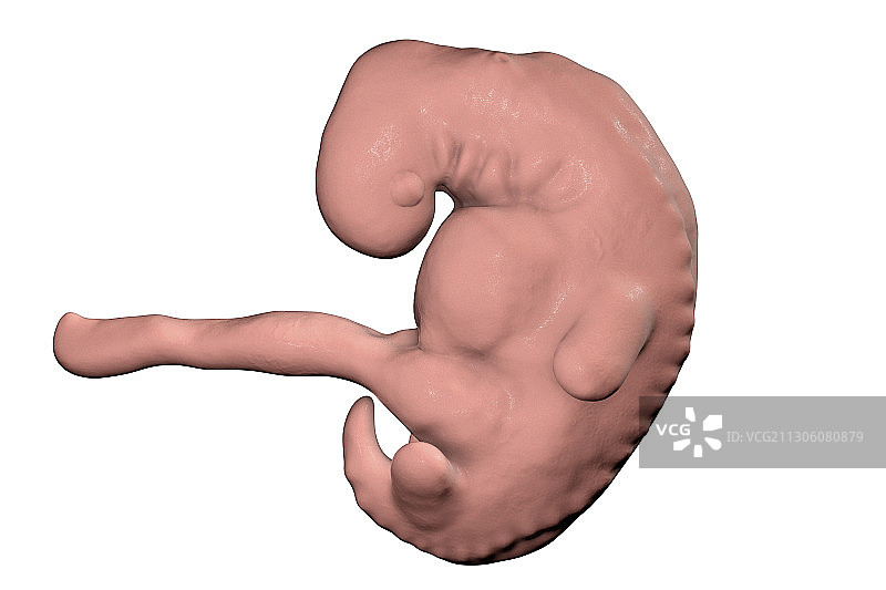 第四周的胚胎，图示图片素材