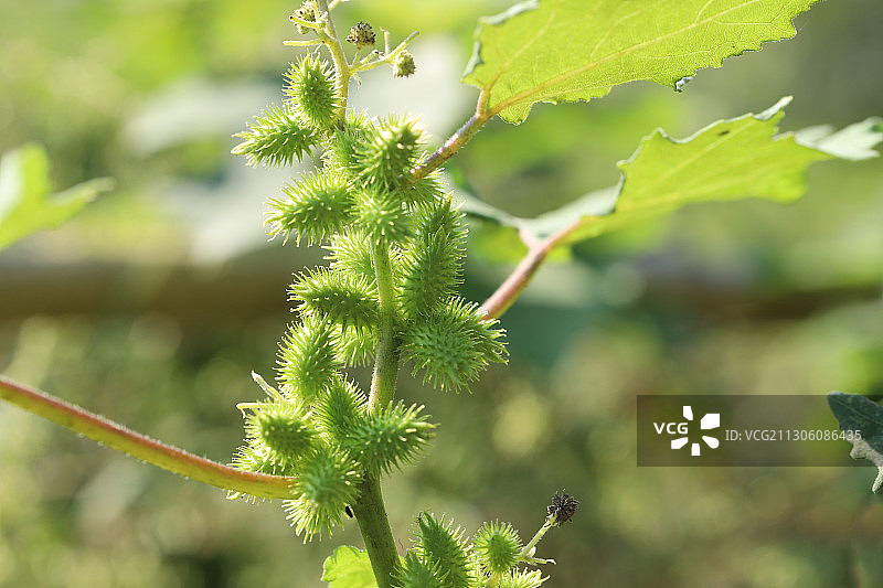 苍耳图片素材