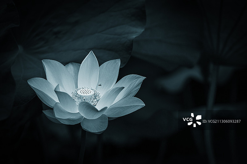 梦入芙蓉浦图片素材