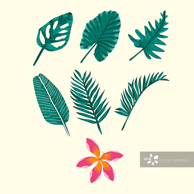 用于装饰的美丽热带树叶图片素材