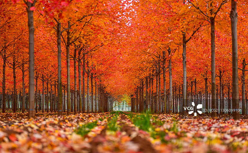 山东日照：五莲进口苗木美国红枫真美图片素材