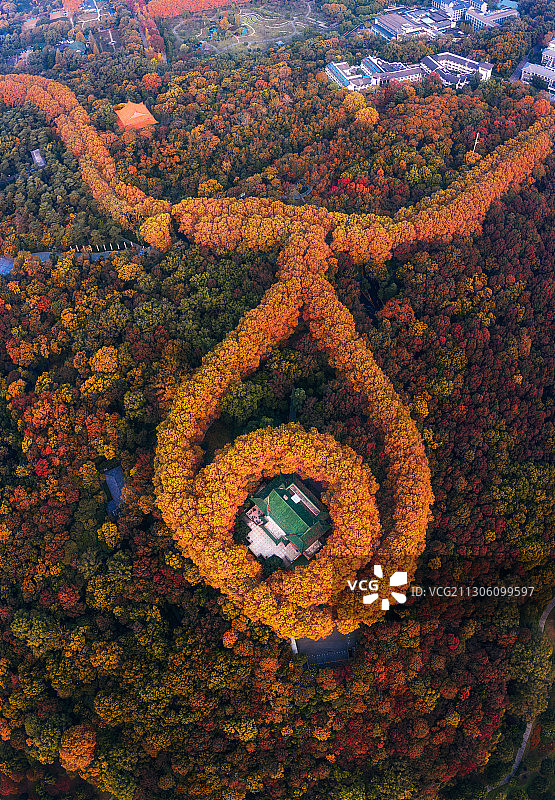 秋天的南京中山陵美龄宫，最美季节的最美项链。图片素材