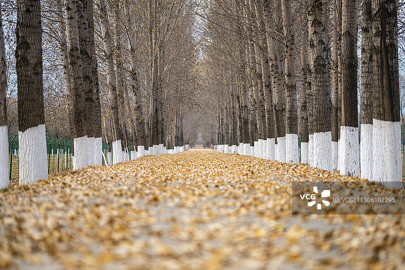 深秋杨树林落叶图片素材