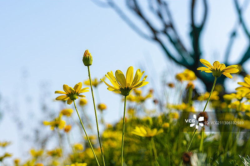 武汉东湖生态旅游风景区黄金菊逆光侧拍图片素材