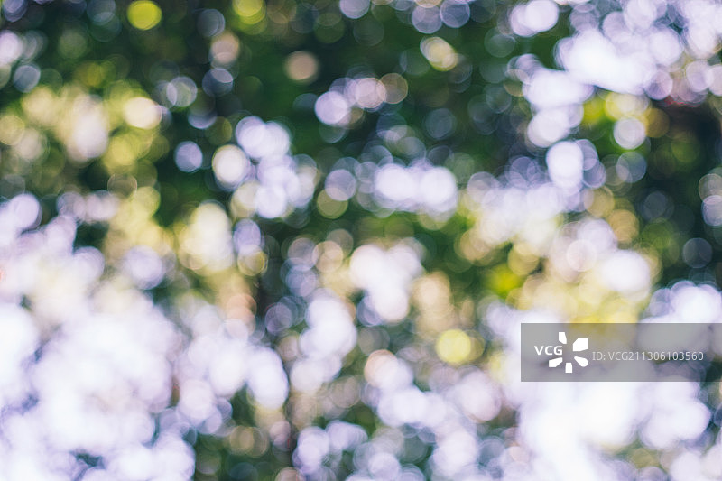 树影斑驳图片素材