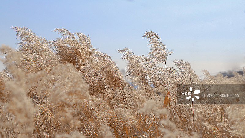 冬日被风吹过的芦苇丛图片素材