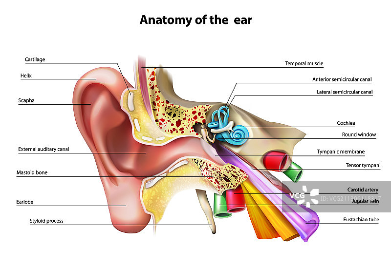 纸上的X光影像高角度视图图片素材