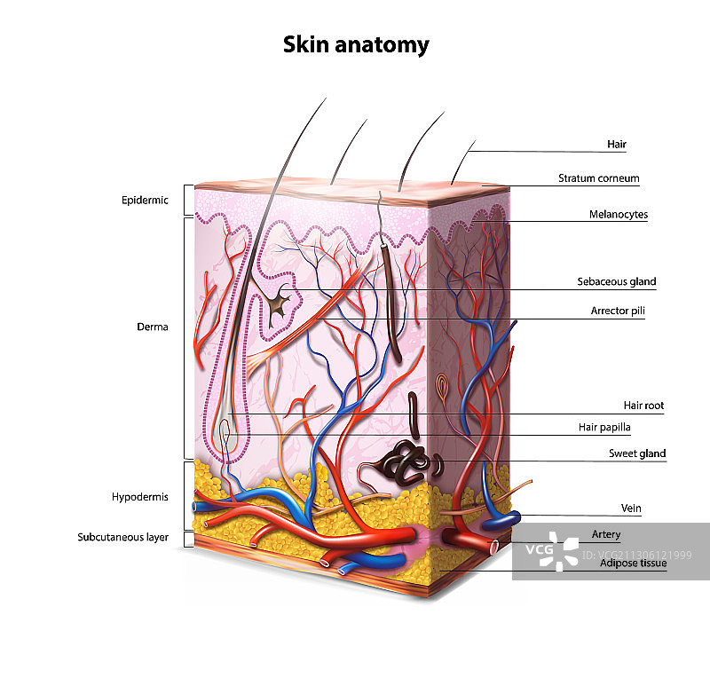 人体皮肤解剖图片素材