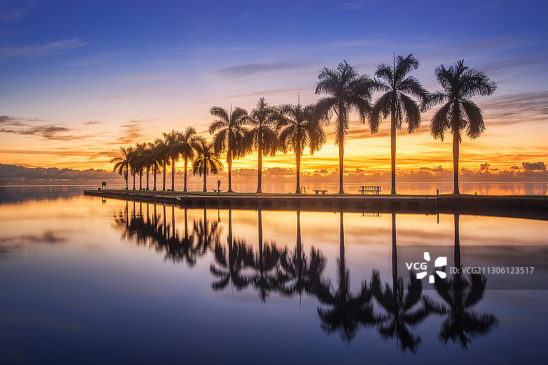 美国佛罗里达迈阿密海边的一排整齐的棕榈树图片素材
