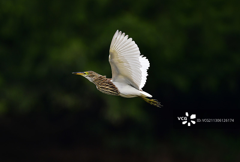 振翅高飞的池鹭图片素材