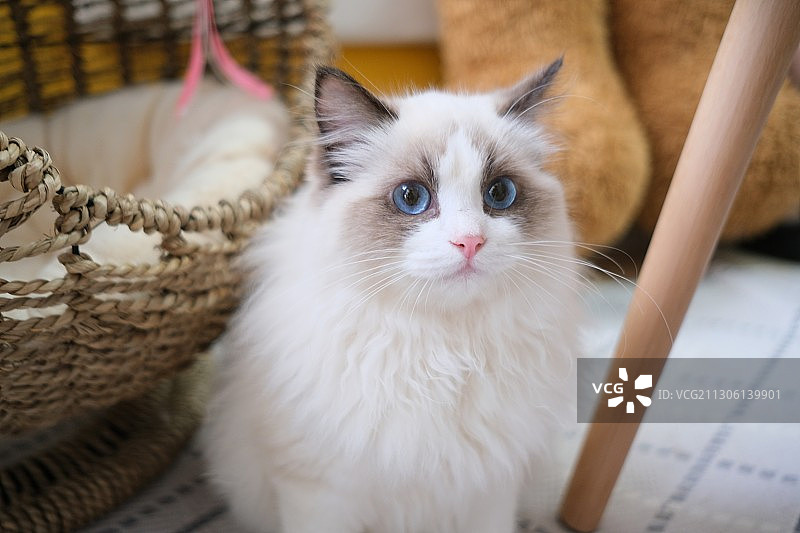 颜值担当布偶猫图片素材