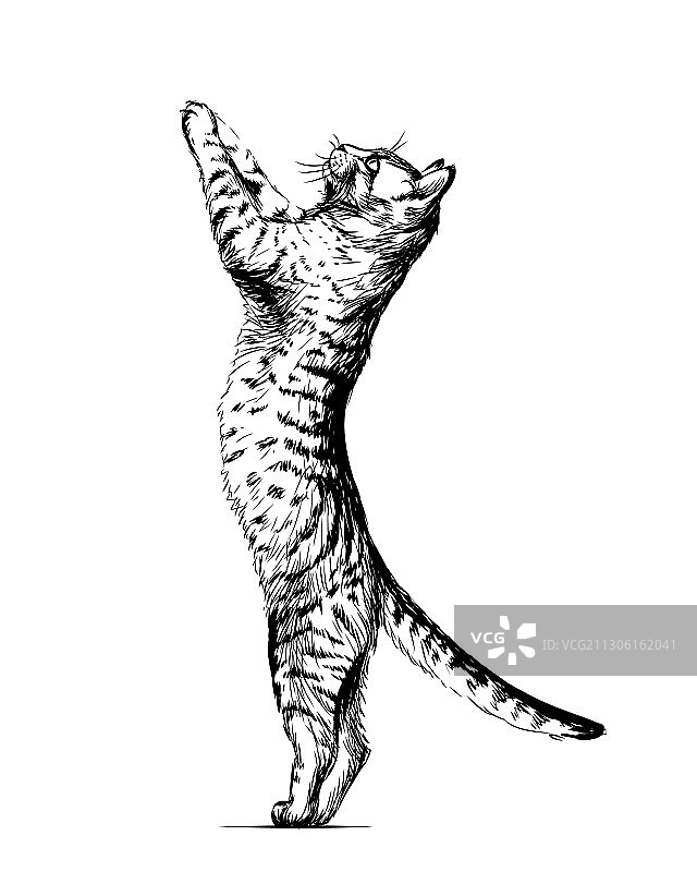 黑白猫咪墙贴图片素材