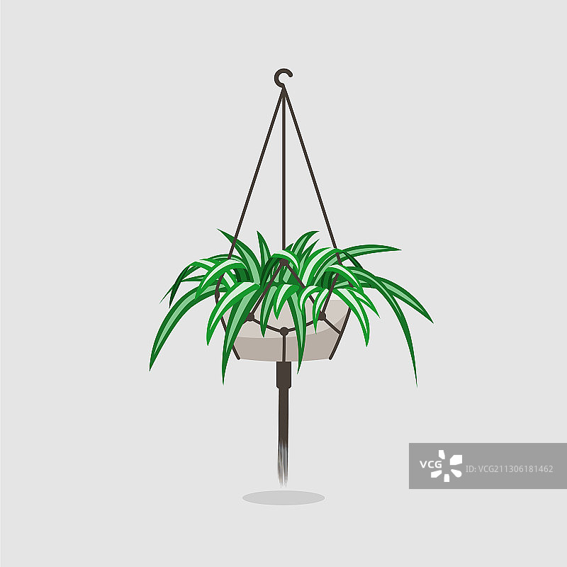 扁平风格吊兰图片素材