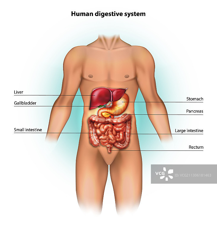 人体消化系统图片素材