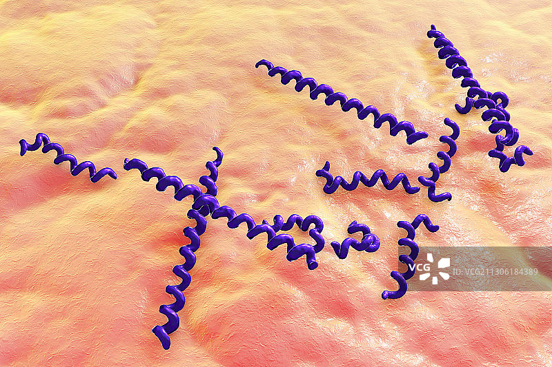 牙密螺旋体细菌，图示图片素材