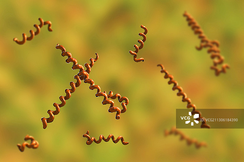 牙密螺旋体细菌，图示图片素材