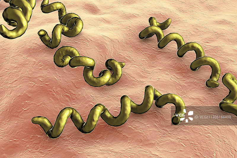 梅毒螺旋菌细菌，图示图片素材