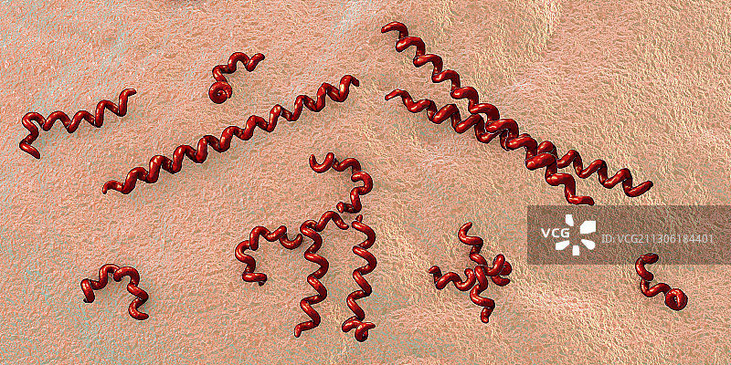 梅毒螺旋菌细菌，图示图片素材