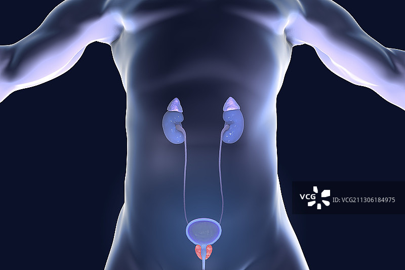 男性泌尿生殖系统，图示图片素材