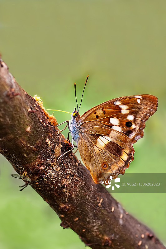柳紫闪蛱蝶  Apatura ilia图片素材