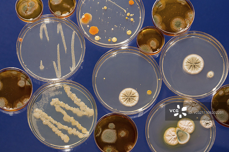 培养皿中生长的微生物图片素材