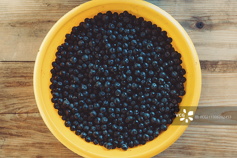 收获的黑果腺肋花楸浆果图片素材